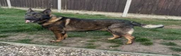 German Shepherd dogs for stud: Working German shepherd  - Advert 6