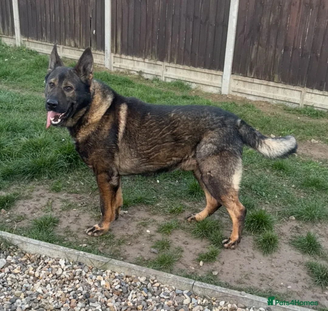 German Shepherd dogs for stud: Working German shepherd  - Advert 6