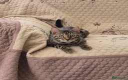 Bengal cats for sale: 1 Gorgeous Bengal SALE!!! in Swindon - Image 5