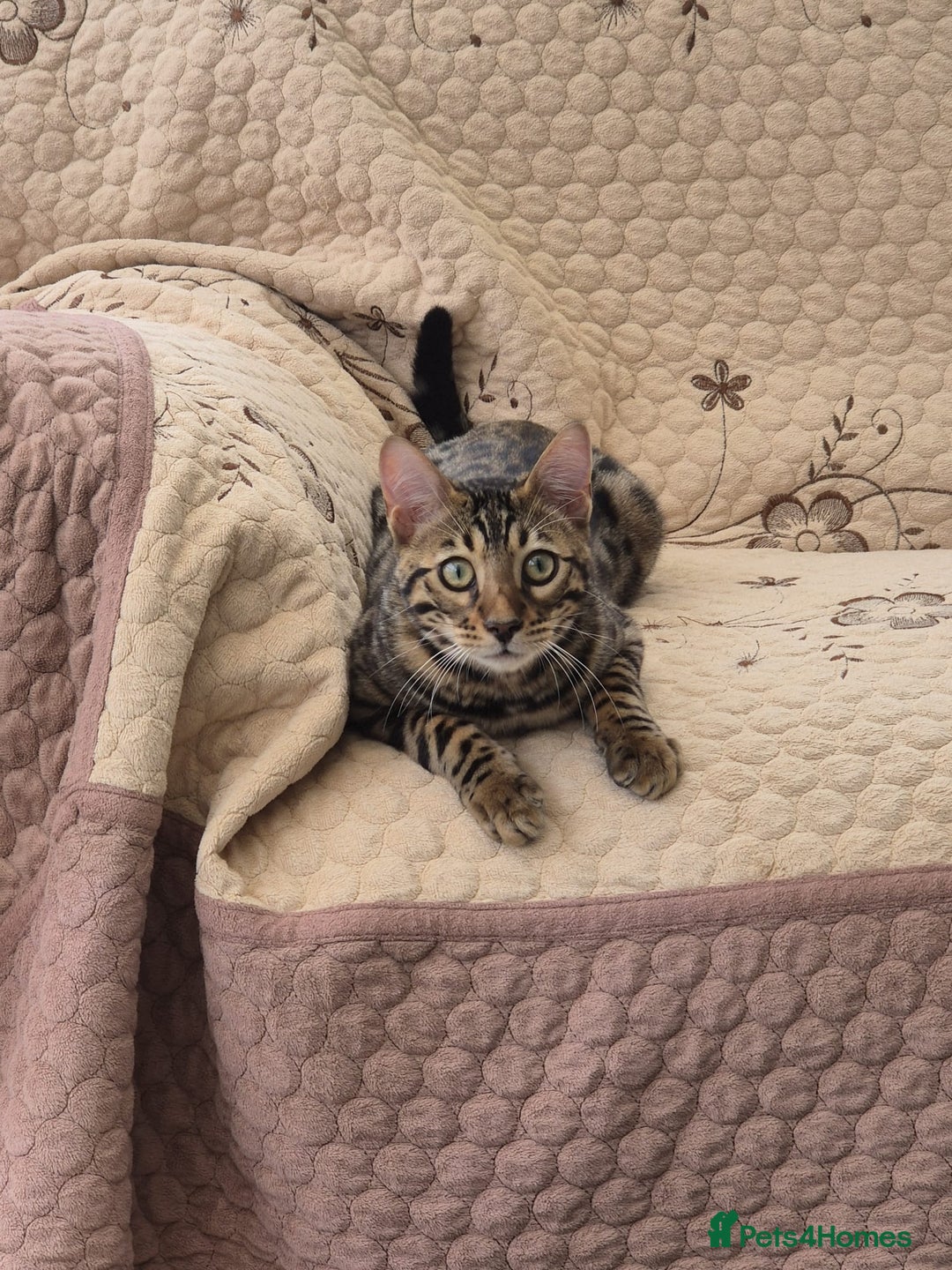 Bengal cats for sale: 1 Gorgeous Bengal SALE!!! in Swindon - Image 5