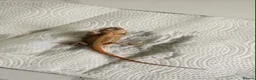 Bearded Dragon reptiles for sale: Bearded dragons in Hull - Advert 6