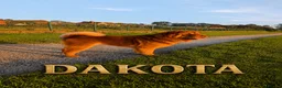 Shar Pei dogs for sale: Stunning Rare Shar Pei (Bear Coat) READY NOW - Advert 7