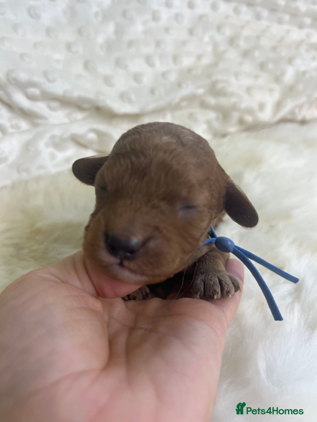 Cavapoo dogs for sale: Top Class Extensively tested F1b Toy Cavapoo pups - Image 33