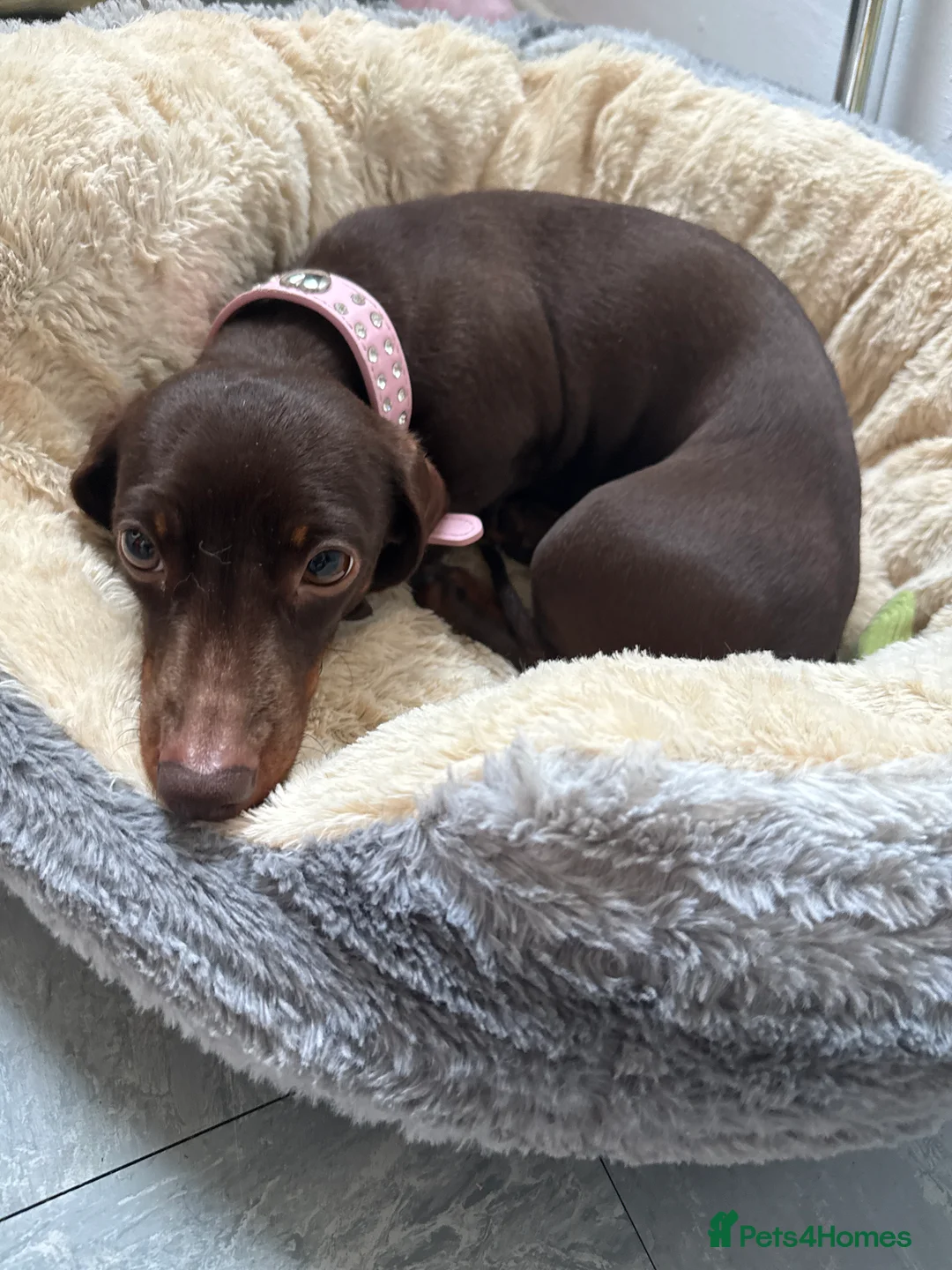 Miniature Dachshund dogs for sale: Miniature Dachshund  - Advert 2