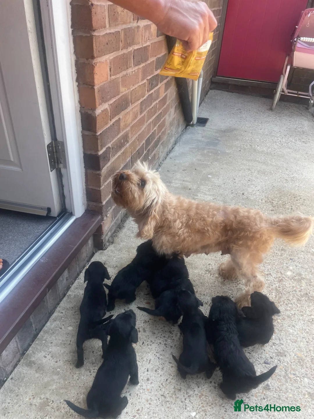 Mixed Breed dogs for sale: Chihuahua × Cavapoo  - Advert 2