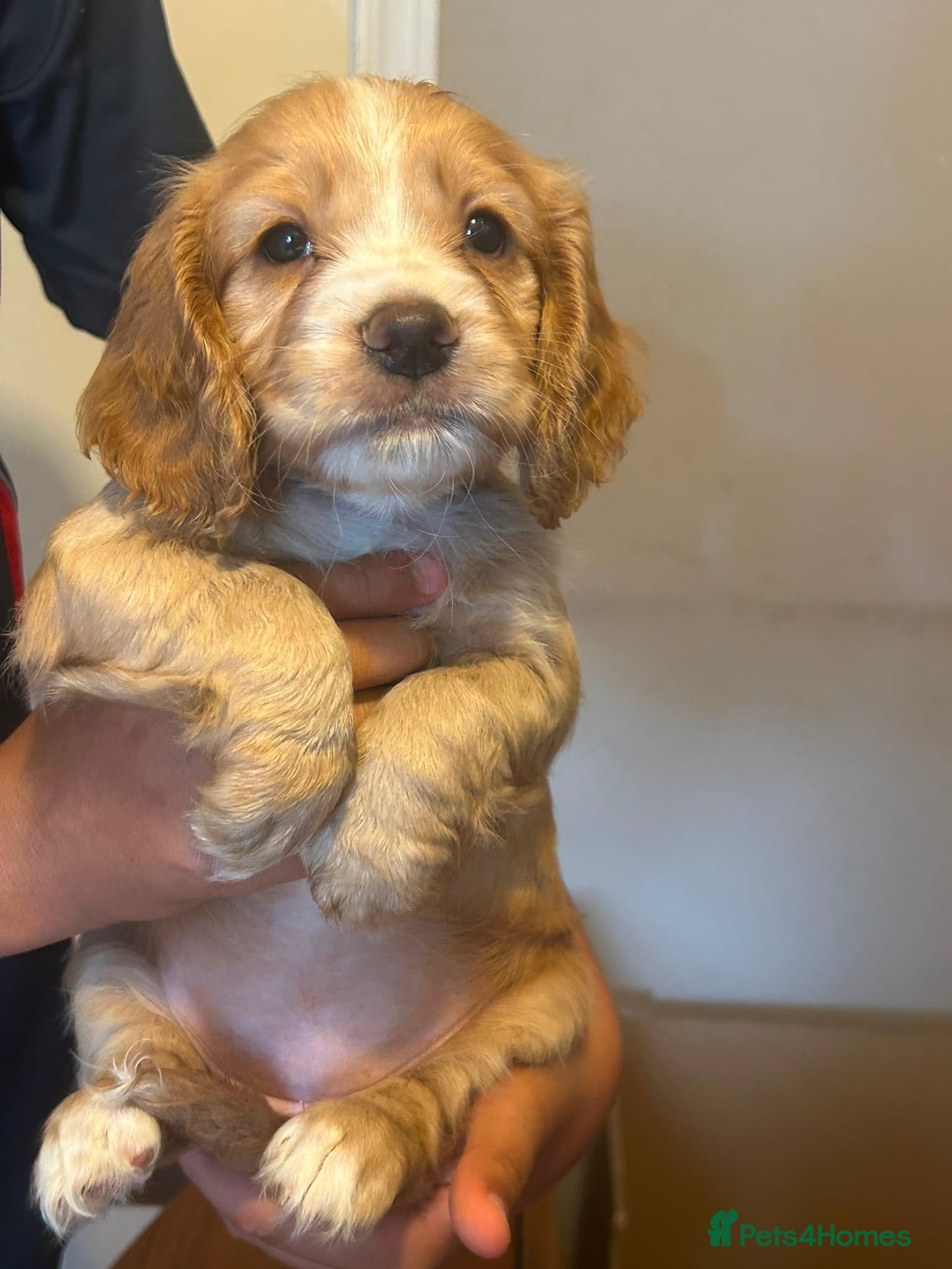 Mixed Breed Puppy 4
