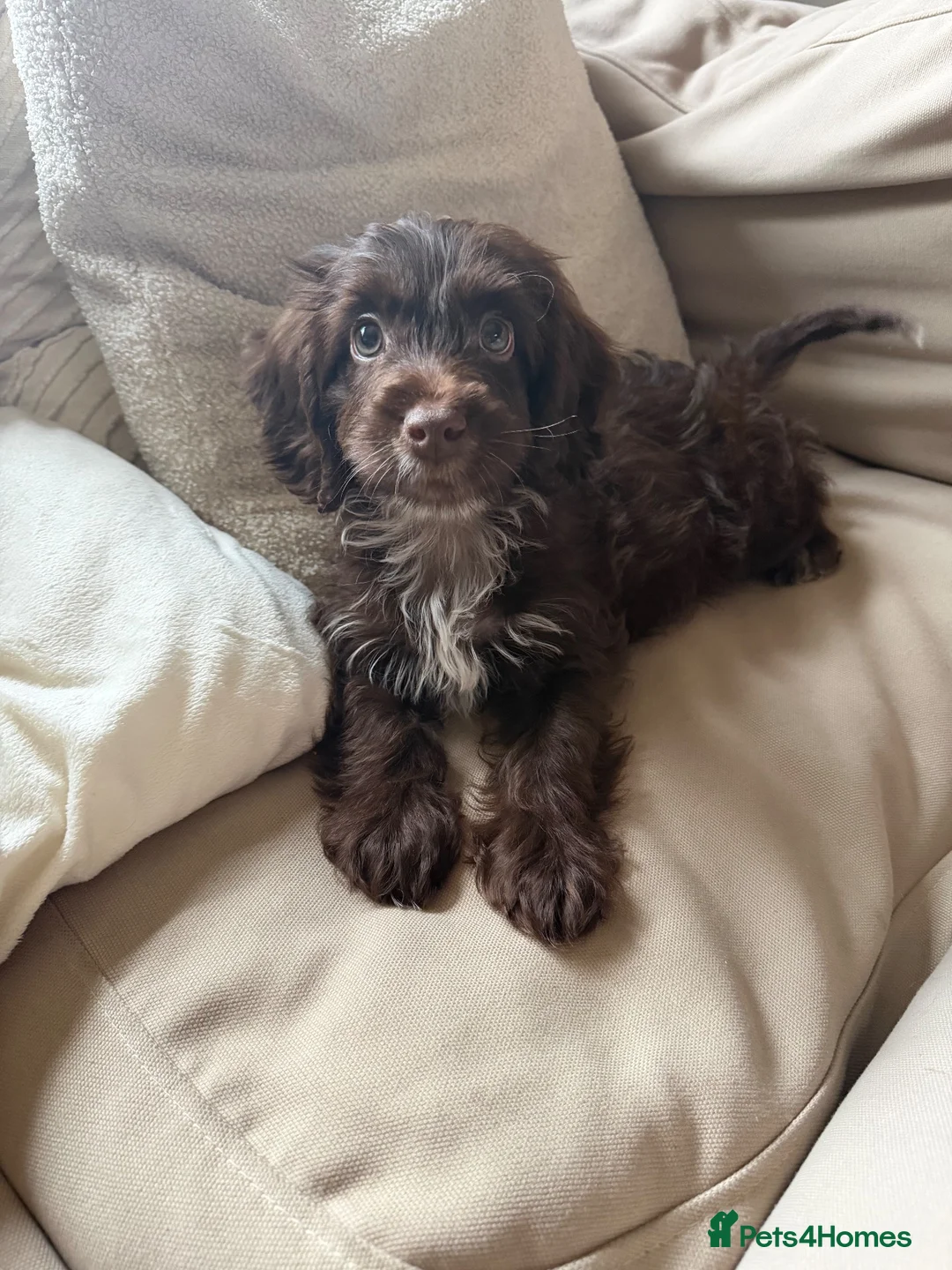Cockapoo dogs for sale: 10 week old cockapoo - Advert 2