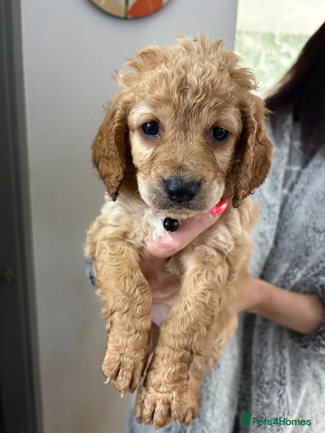 Cockapoo dogs for sale: 7 Cockapoo Puppies for sale  - Advert 8