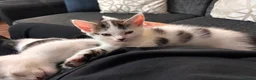 Domestic Shorthair cats for sale: Beautiful kittens ready for their forever homes 🩷 - Advert 13