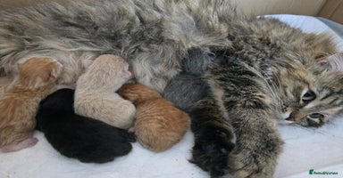 Mixed Breed cats - Advert 13