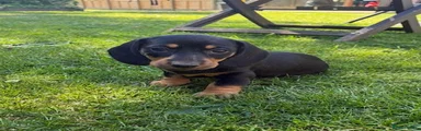 Otto