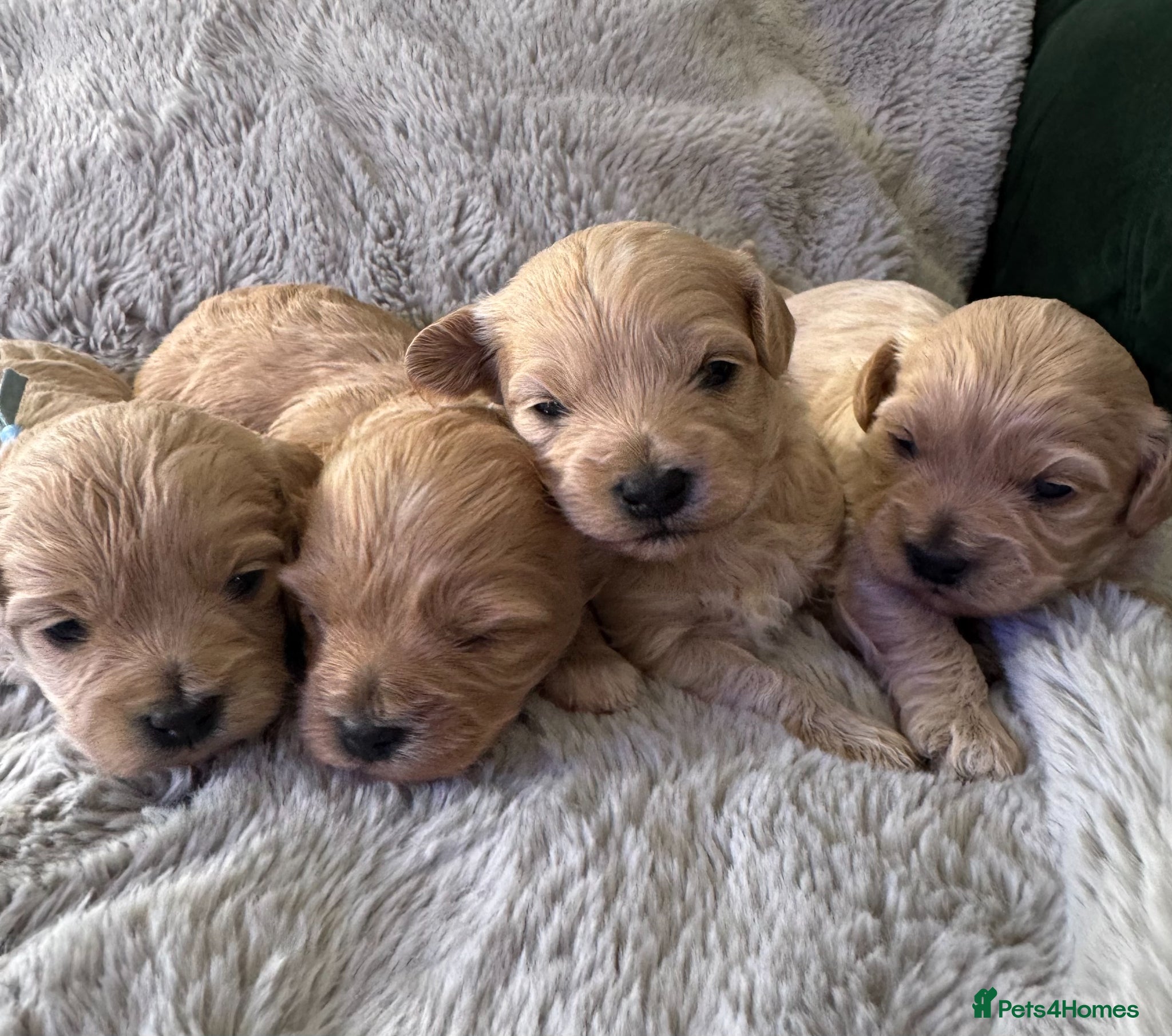 Maltipoo dogs Beautiful Maltipoo F1 puppies - 2 girls and 2 boys - Advert 1