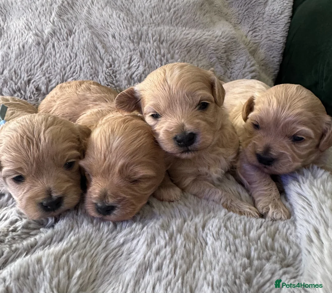 Maltipoo dogs for sale: Beautiful Maltipoo F1 puppies - 2 girls and 2 boys - Advert 1
