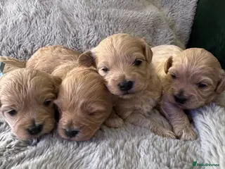 Maltipoo dogs Beautiful Maltipoo F1 puppies - 2 girls and 2 boys - Advert 1