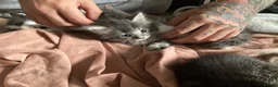 Mixed Breed cats for sale: 4 female kittens - Advert 3