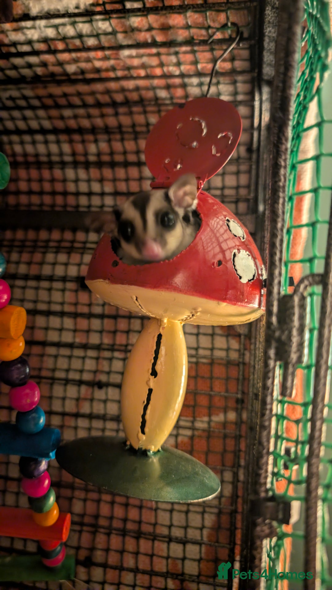 Sugar Glider rodents for sale: Sugar gliders for sale - Advert 2