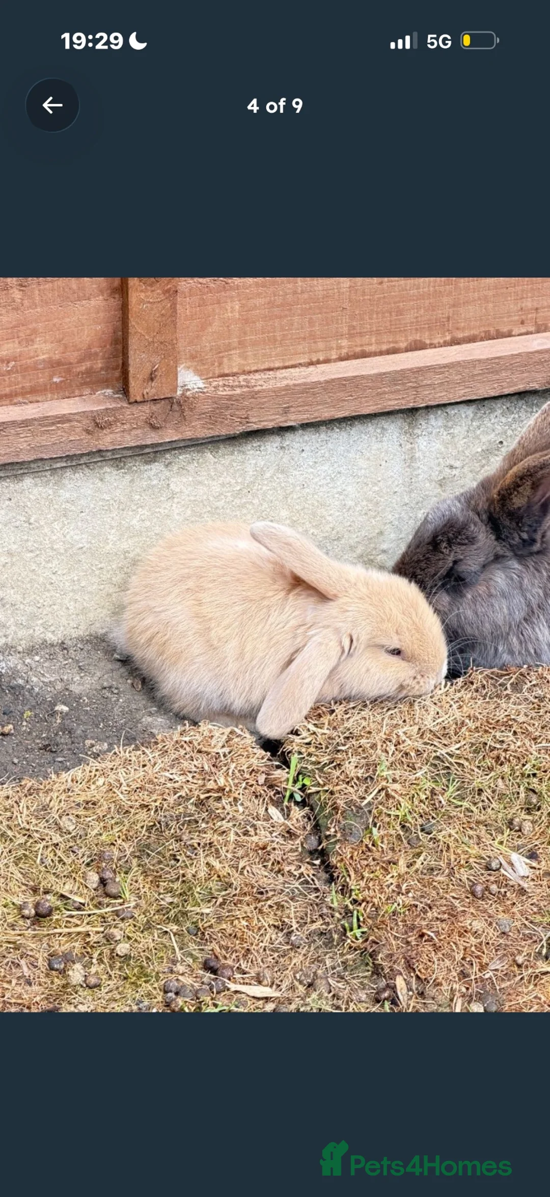 Mixed Breed rabbits for sale: Baby bunnies  in Stanmore - Advert 2