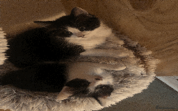 Mixed Breed cats for sale: Adorable Boy Looking for a Forever Home! - Image 2