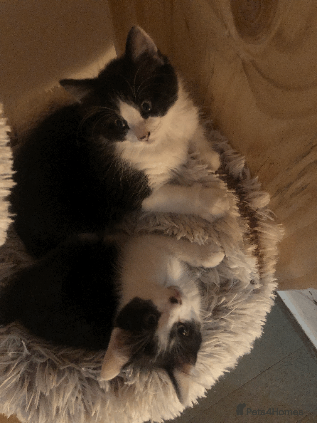 Mixed Breed cats for sale: Adorable Boy Looking for a Forever Home! - Image 2