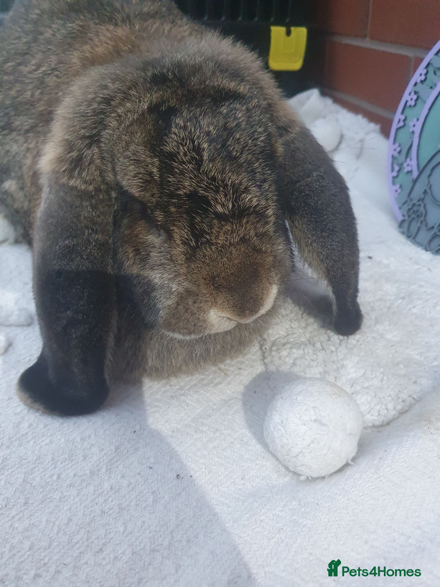 French Lop rabbits Vaccinated Adult French Lop Doe - Advert 1