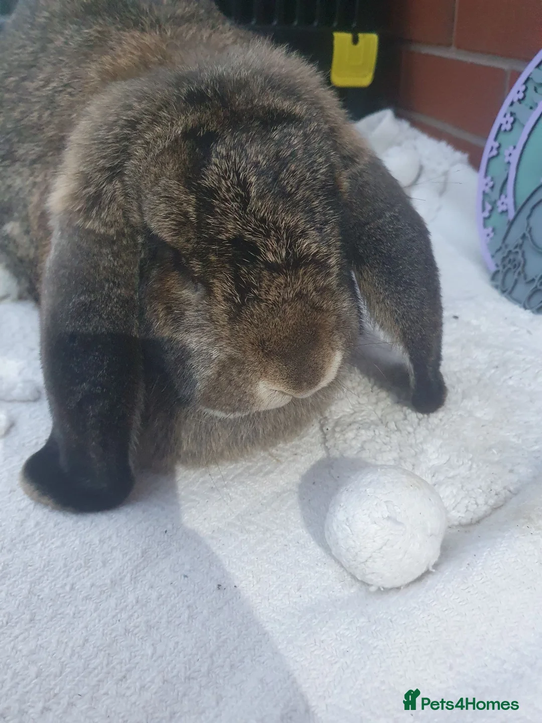 French Lop rabbits for sale: Vaccinated Adult French Lop Doe - Advert 1