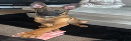 Belgian Shepherd Dog dogs for sale: Belgium malinois  in Saint Helens - Advert 7