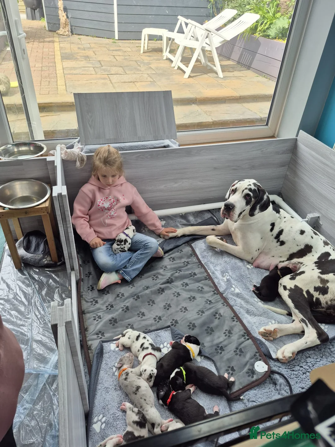 Great Dane dogs for sale: Southern Frontier Litter in Newport - Advert 1