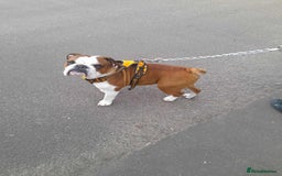 English Bulldog dogs for stud: Handsome Winston KC REG For Stud Duties - Image 2