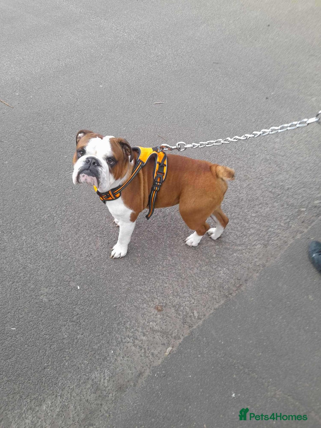 English Bulldog dogs for stud: Handsome Winston KC REG For Stud Duties - Image 2