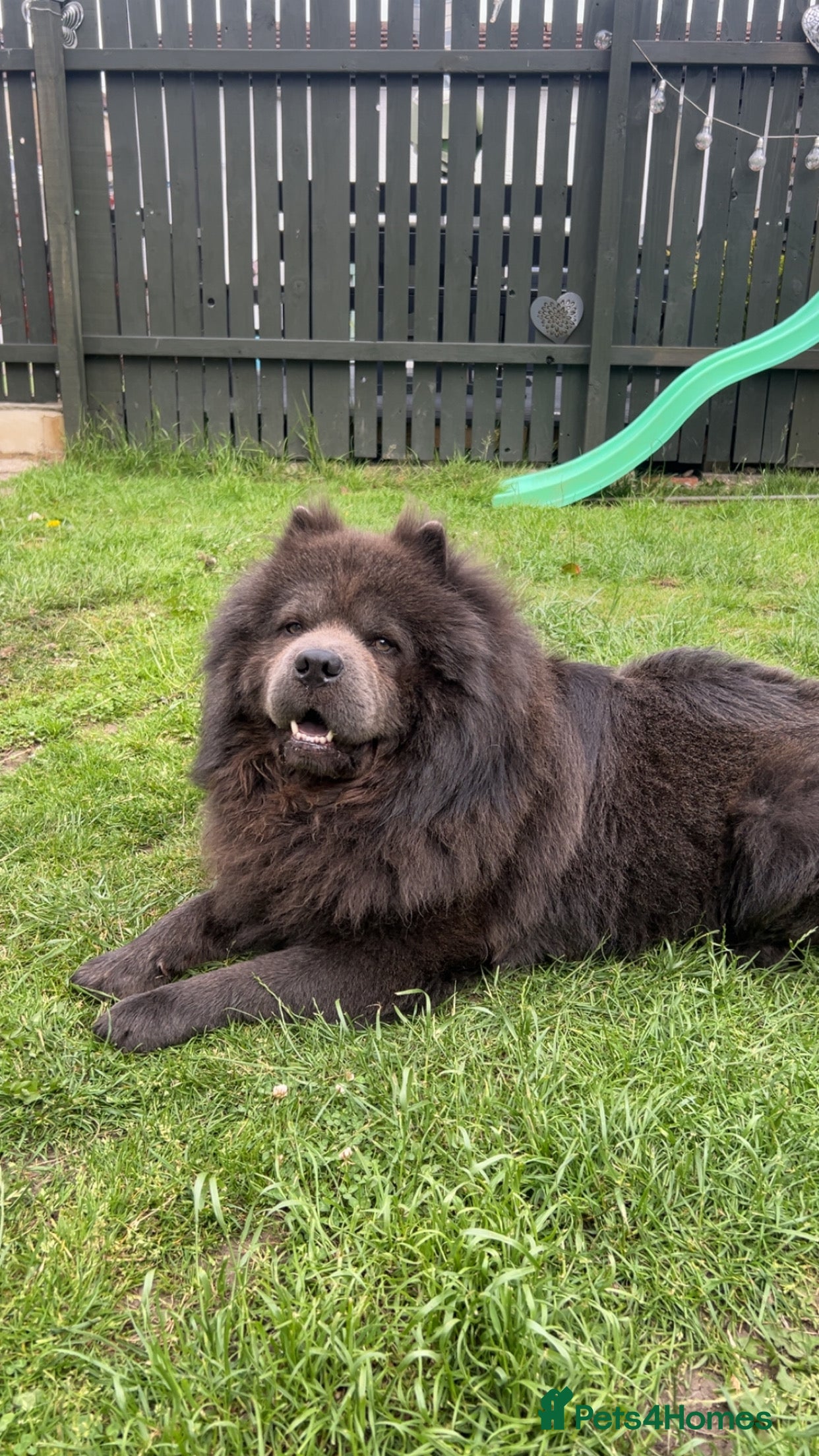 Chow Chow dogs 💙BLUE GORGEOUS CHOW CHOW💙 - Advert 1