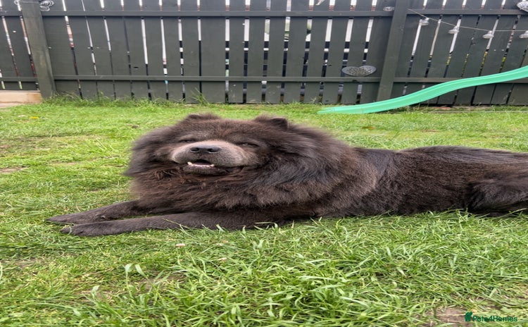 Chow Chow dogs - Advert 1