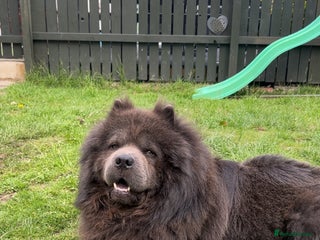 Chow Chow dogs for stud - Advert 1