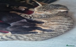 Domestic Shorthair cats for sale: Beautiful cat  - Image 7