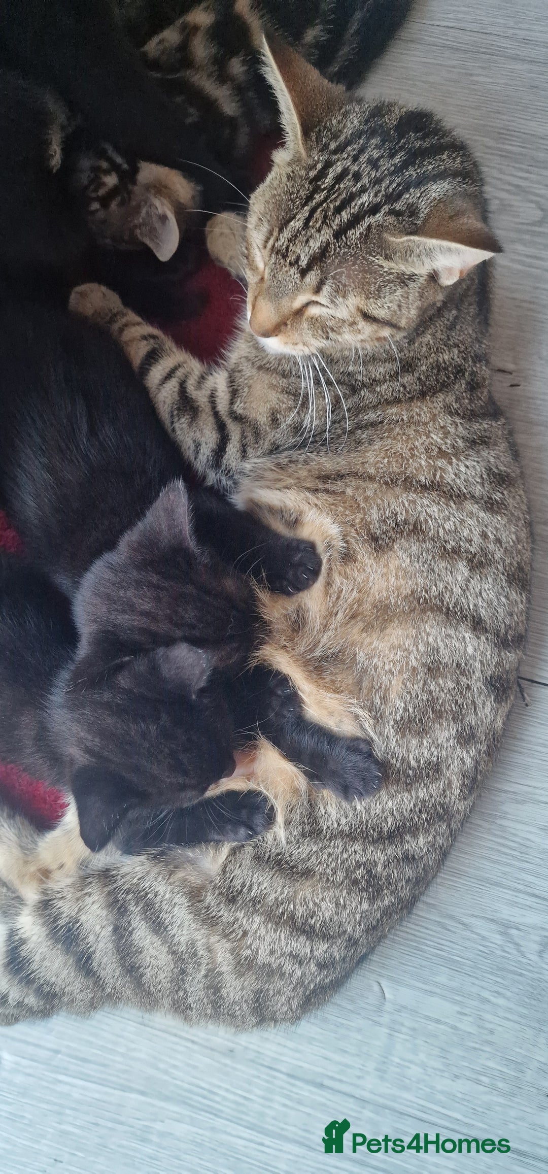 Domestic Shorthair cats for sale: Beautiful cat  - Image 7