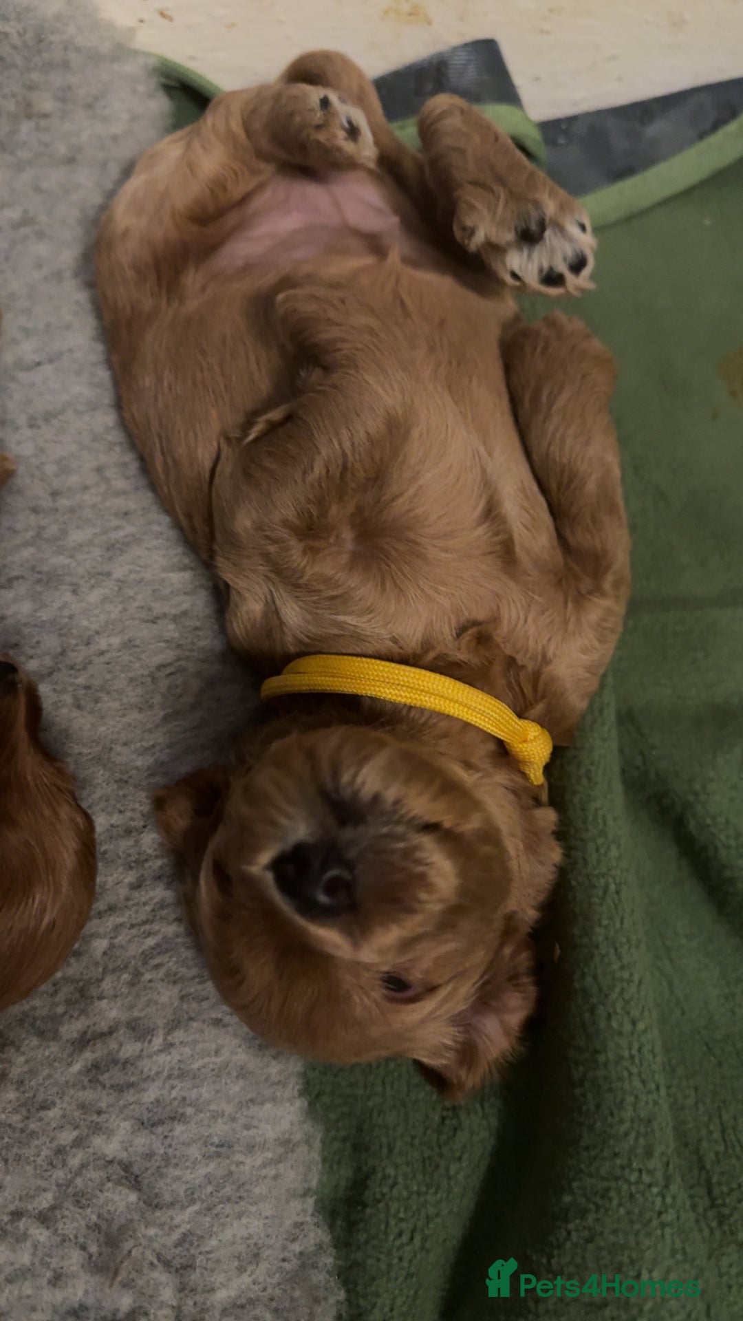 Cockapoo dogs for sale: F1 Cockapoos - Advert 11