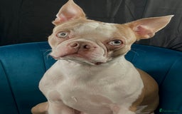 Boston Terrier dogs for stud: Boston terrier looking for stud  in Milton Keynes - Image 2