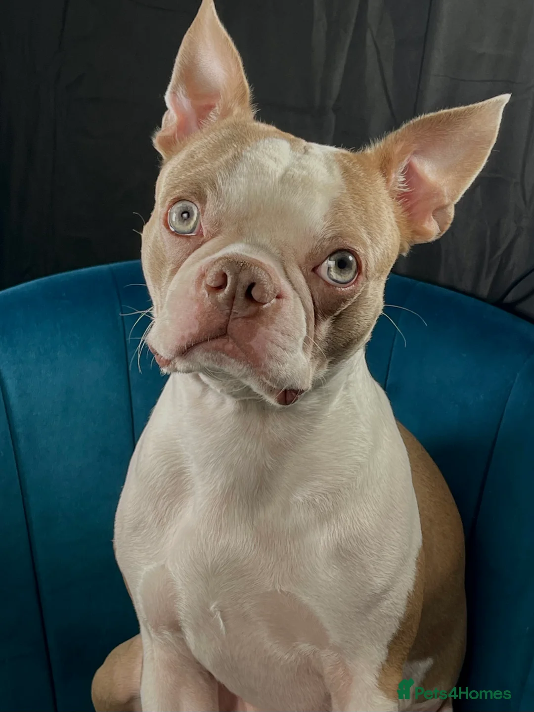 Boston Terrier dogs for stud: KC REGISTERED Boston terrier looking for stud  in Milton Keynes - Advert 2