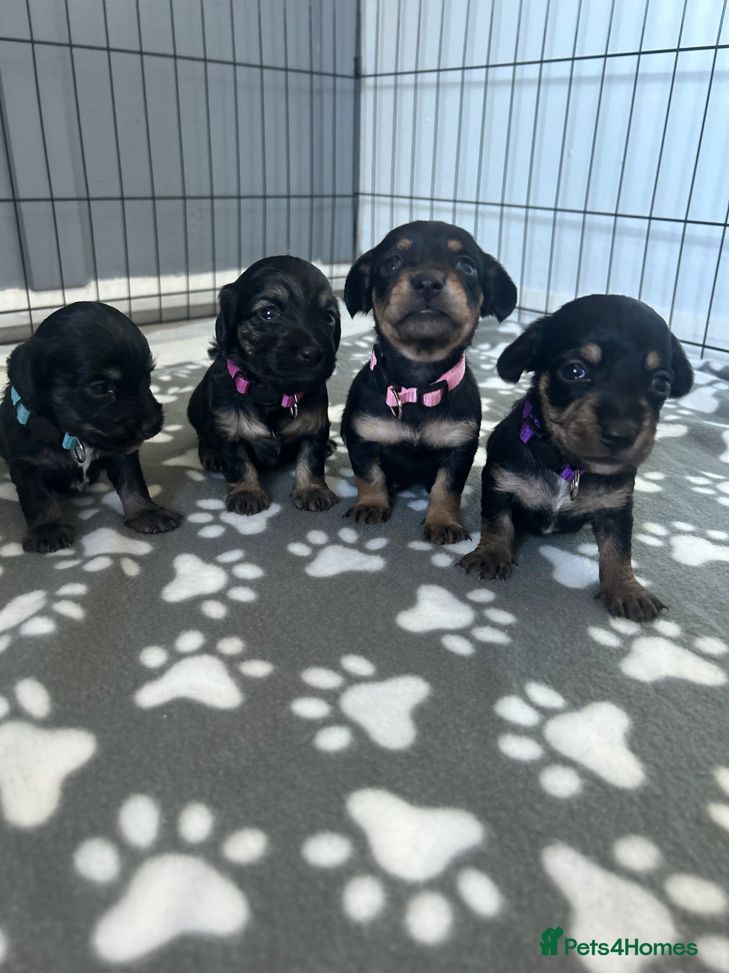 Mixed Breed dogs for sale: Dashund/Maltese puppies - Advert 4