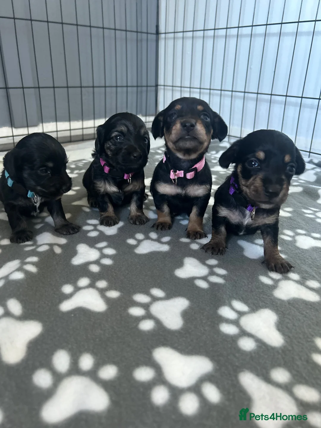 Mixed Breed dogs for sale: Dashund/Maltese puppies - Advert 1