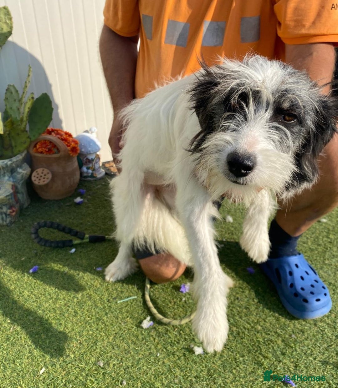 Mixed Breed dogs for adoption: Beautiful & Gentle KATALYA - for a Loving Home - Image 4