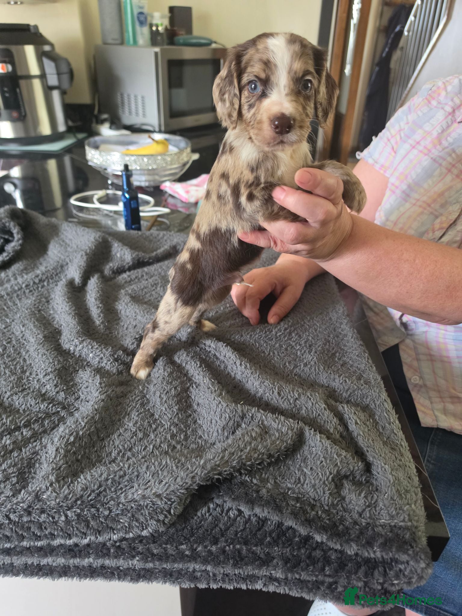 Cocker Spaniel dogs Cockerspaniel pups  - Advert 17