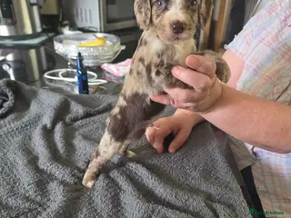 Cocker Spaniel dogs Cockerspaniel pups - Advert 17