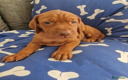 Hungarian Vizsla dogs for sale: Hungarian Vizsla KC Registered - Image 12