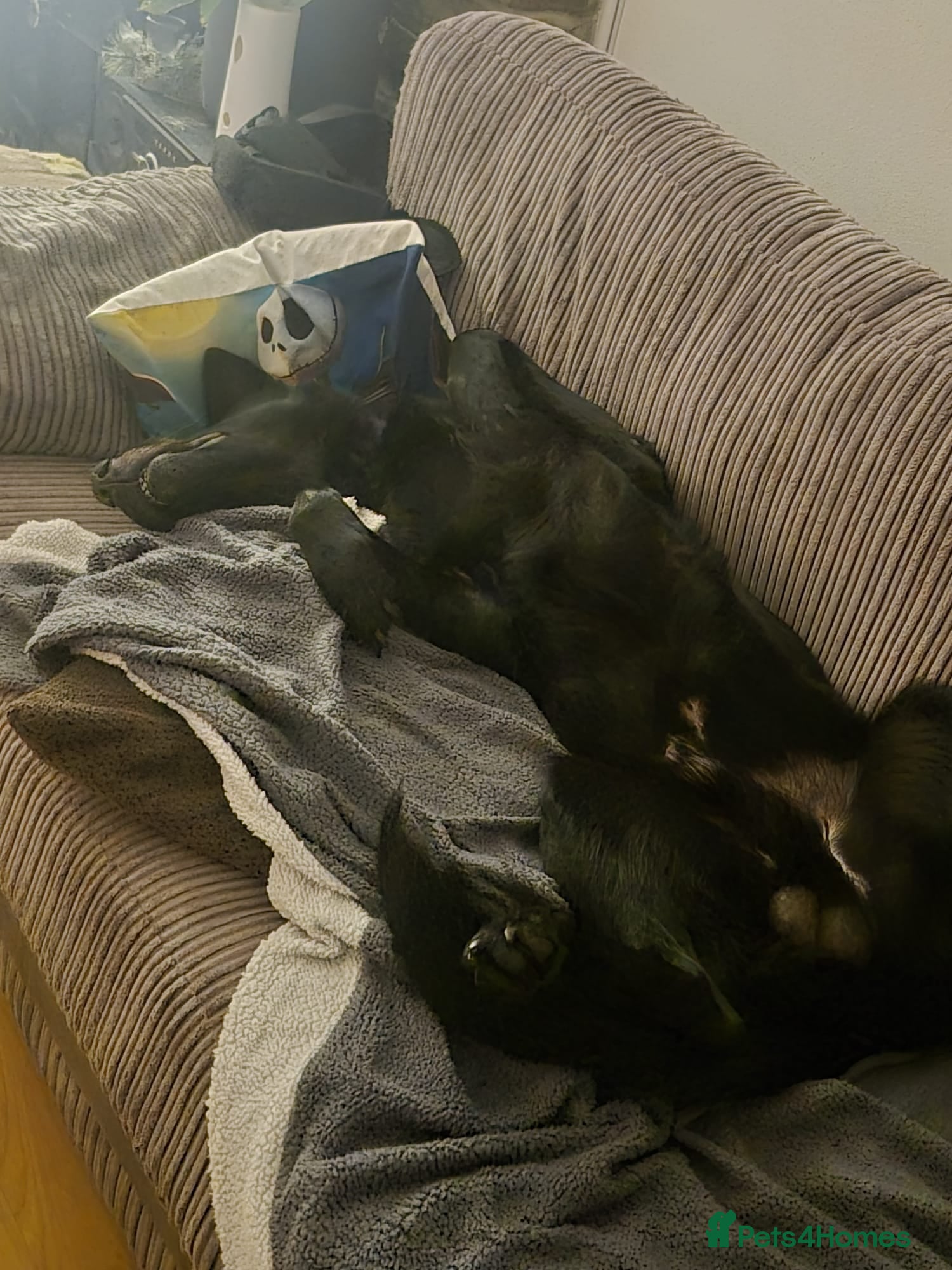 Mixed Breed dogs for sale: Family Dog needing to be rehomed - Advert 6