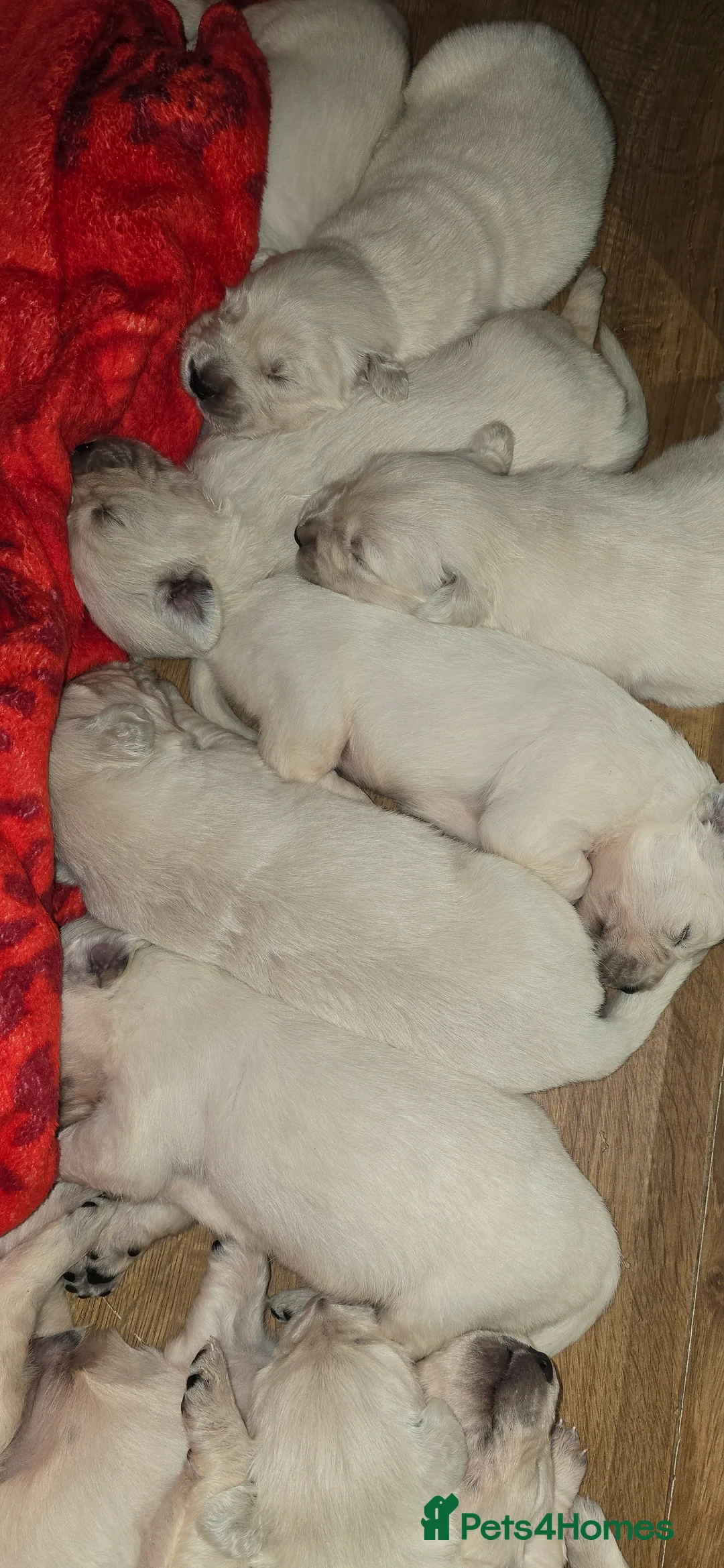 Golden Retriever dogs for sale: Adorable white Golden Retriever - Advert 9