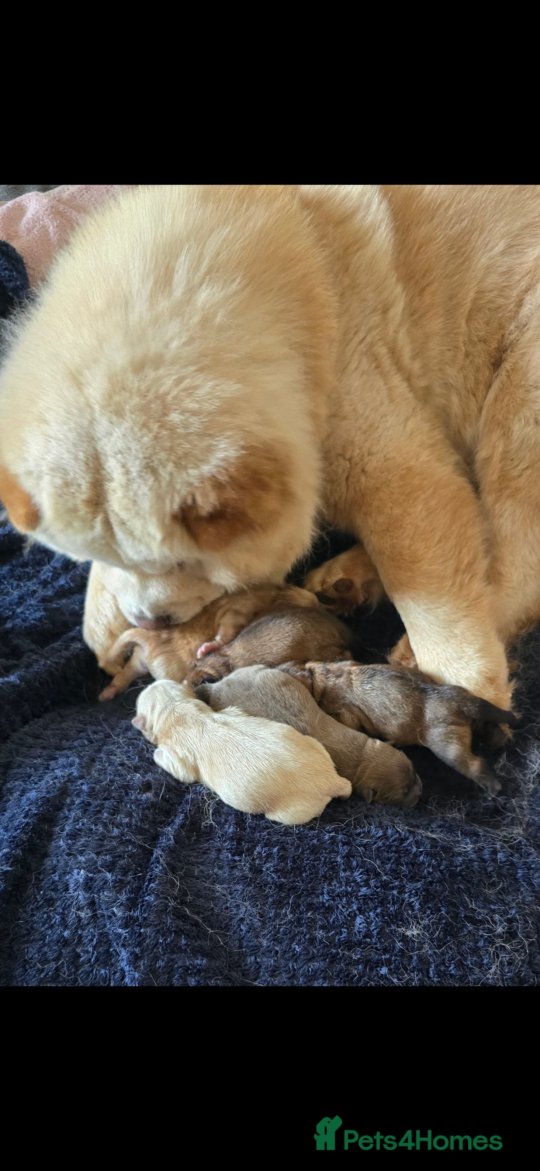 Chow Chow dogs for sale: QUALITY KC CHOWCHOW PUPPIES  in Wolverhampton - Image 21