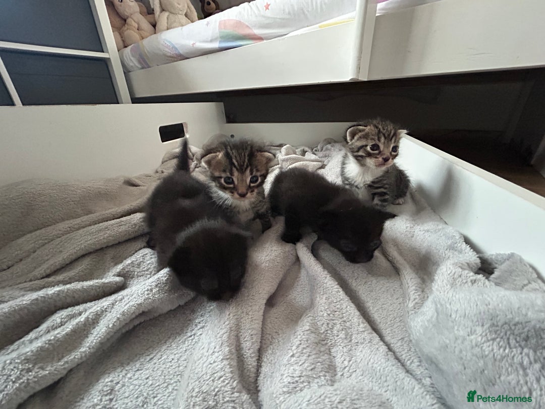Domestic Shorthair cats for sale: Domestic shorthair - Image 7