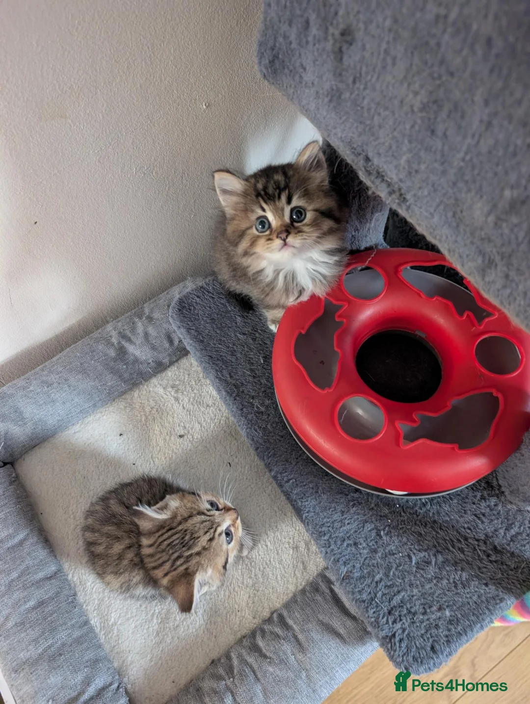 British Shorthair cats for sale: British short hair  - Advert 1