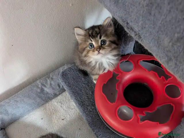 British Shorthair cats for sale: British short hair - Advert 3