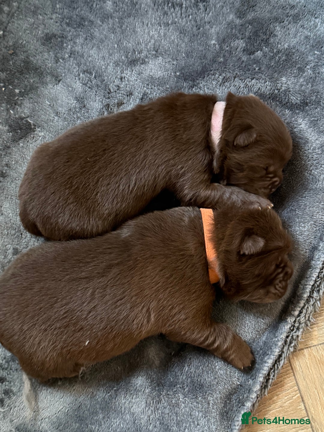 Chow Chow dogs for sale: Kc registered Pure chocolate chow chow puppies - Image 14